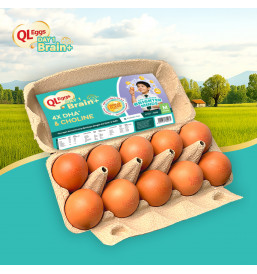 QL Brain + Egg - Large 20pcs Fresh Egg