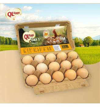 QL Sandy Day 1 Egg - Medium 20pcs/30pcs/40pcs